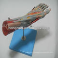 2013 HOT SALE medical muscles of foot with main vessels and nerves human foot model